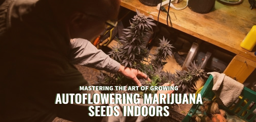 Mastering the art of growing autoflowering marijuana seeds indoors