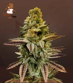 Apple Fritter Strain Autoflowering Feminized Marijuana Seeds