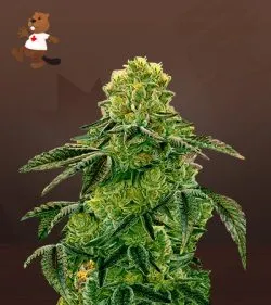 Apple Fritter Strain Feminized Marijuana Seeds