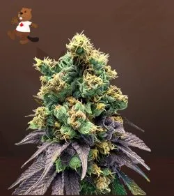 Area 51 Fruitz Strain Feminized Marijuana Seeds