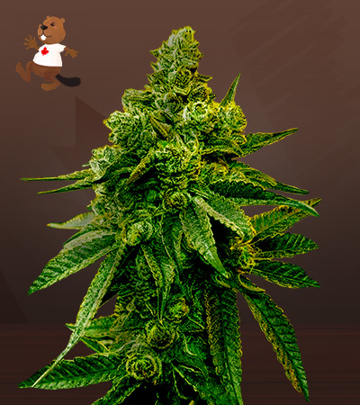 Biscotti Strain Feminized Marijuana Seeds