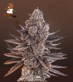 Chunky Nova Strain Autoflowering Feminized Marijuana Seeds