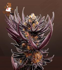 Gelonade Strain Feminized Marijuana Seeds