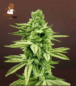 Gushers Strain Feminized Marijuana Seeds
