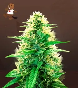 La Kush Cake Autoflowering Feminized Marijuana Seeds