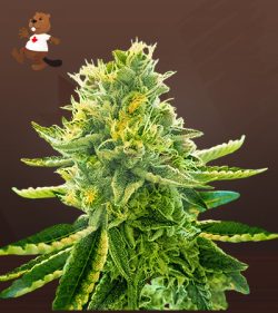 La Kush Cake Feminized Marijuana Seeds