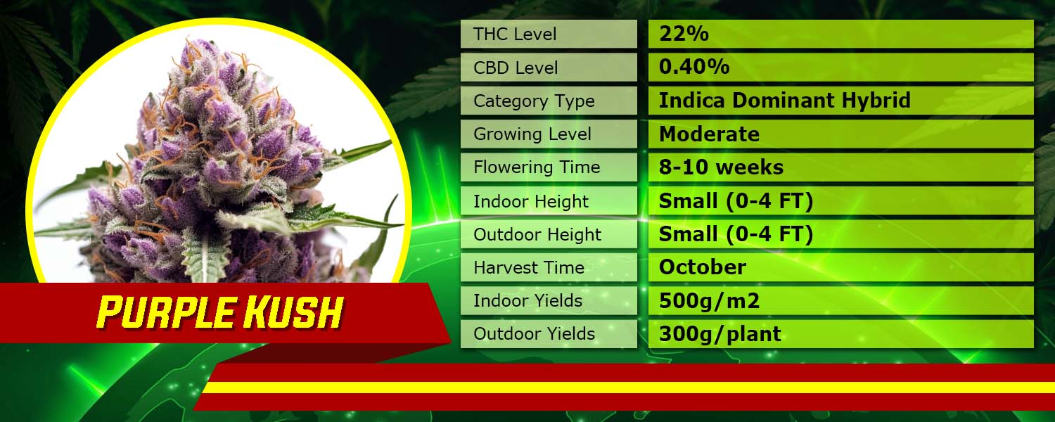 Purple Kush Feminized