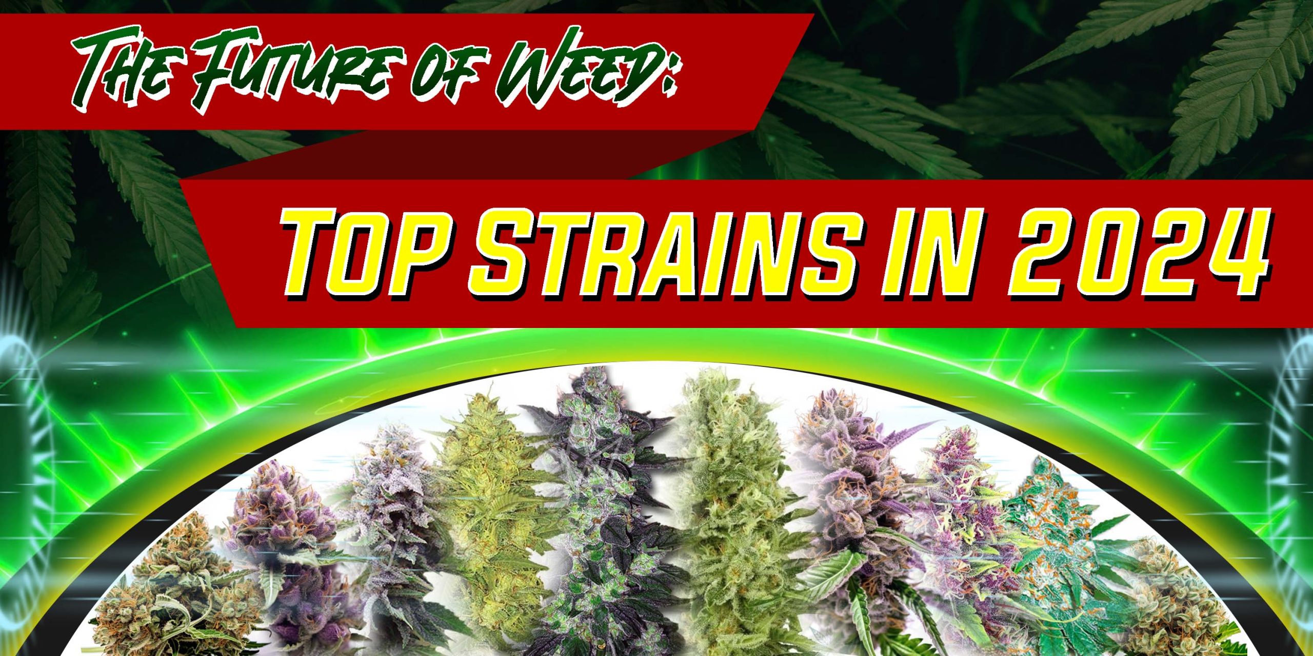The Future of Weed: Top Strains in 2024