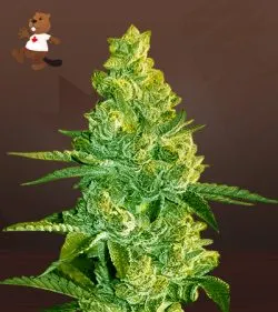 Animal Face Strain Feminized Marijuana Seeds