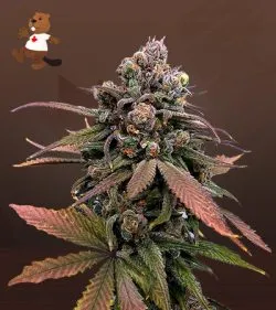 Donny Burger Strain Regular Marijuana Seeds