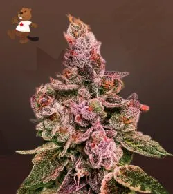 Gumbo Strain Regular Marijuana Seeds