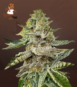Rainbow Belts Strain Feminized Marijuana Seeds
