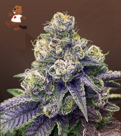 Lilac Diesel Strain Autoflowering Feminized Marijuana Seeds