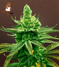 Mochi Strain Feminized Marijuana Seeds
