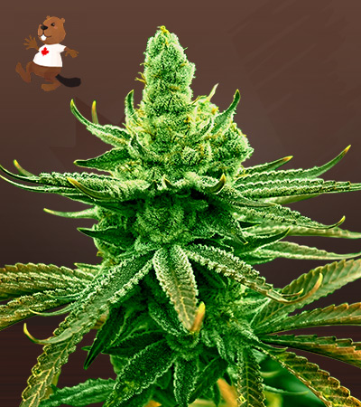 Mochi Strain Feminized Marijuana Seeds | Beaver Seeds