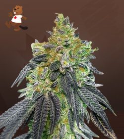 Strawnana Strain Feminized Marijuana Seeds