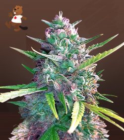 Super Glue Strain Feminized Marijuana Seeds