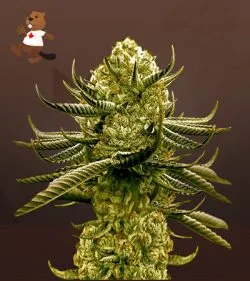 Black Cherry Gelato Strain Feminized Marijuana Seeds