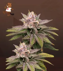 Black Diamond Strain CBD Marijuana Seeds