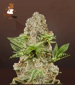 Black Diamond Strain Autoflowering Feminized Marijuana Seeds