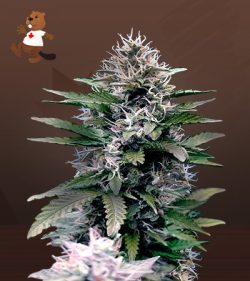 Black Diamond Strain Feminized Marijuana Seeds