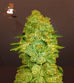 Larry Bird Strain Feminized Marijuana Seeds