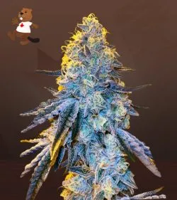 Papaya Strain Autoflowering Feminized Marijuana Seeds