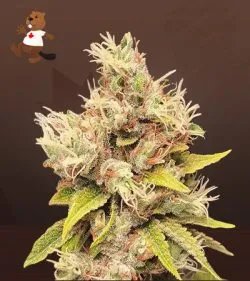 Papaya Strain Regular Marijuana Seeds
