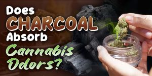 Does Charcoal Absorb Cannabis Odors?