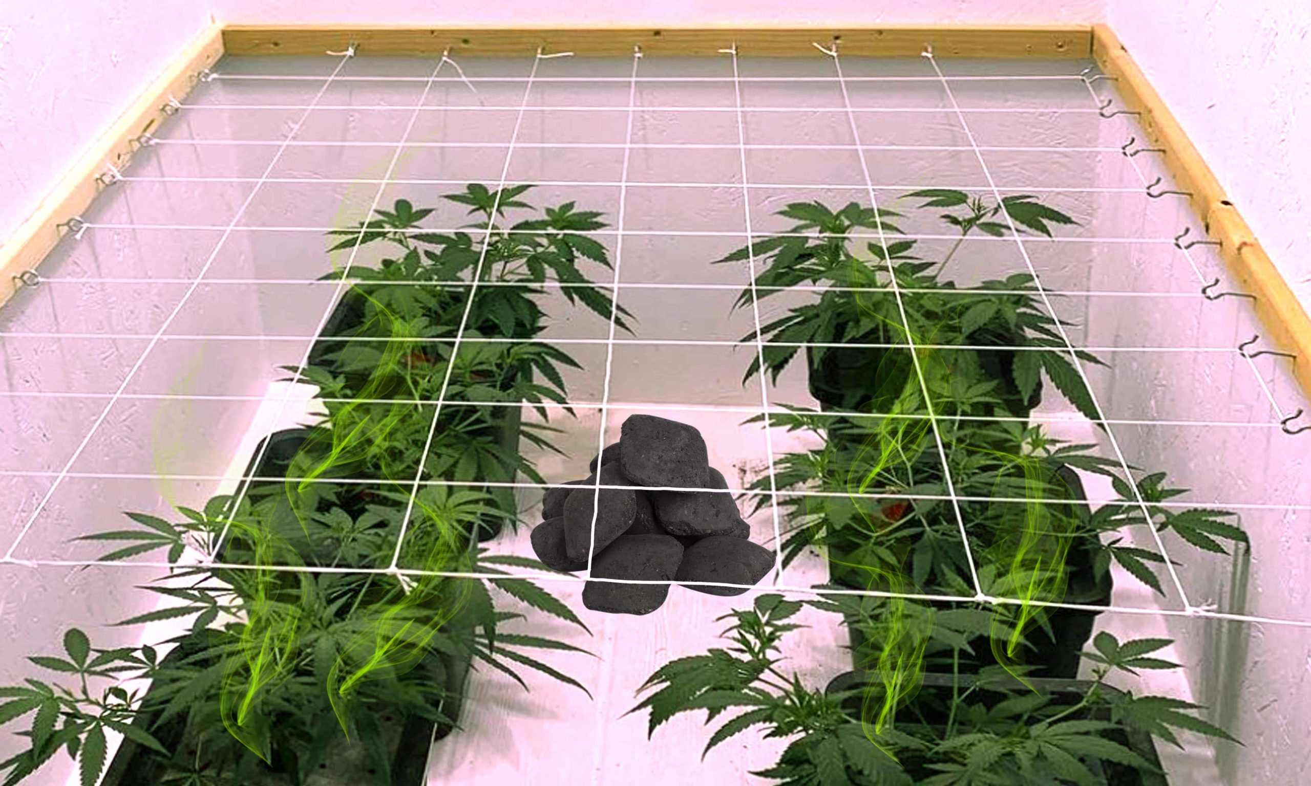 Does Charcoal Absorb Cannabis Odors?
