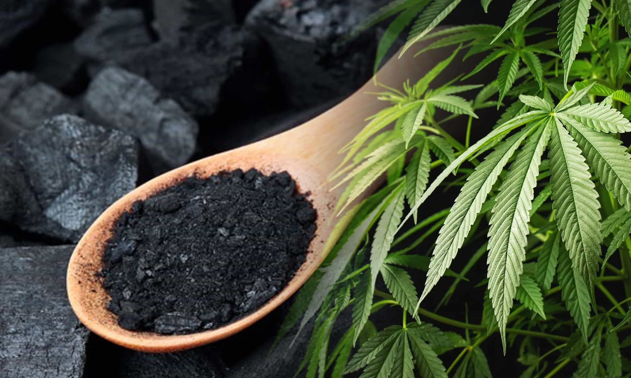 Does Charcoal Absorb Cannabis Odors?