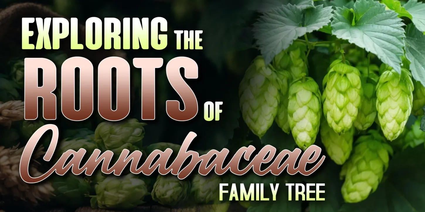 Exploring the Roots of Cannabaceae Family Tree min scaled