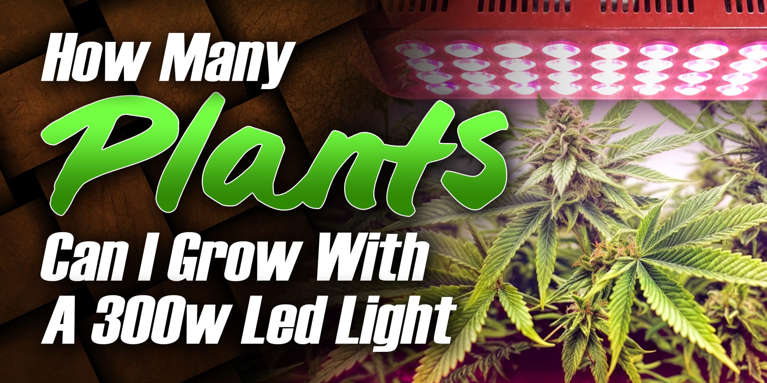 How Many Plants Can I Grow With A 300w Led Light | Beaver Seeds