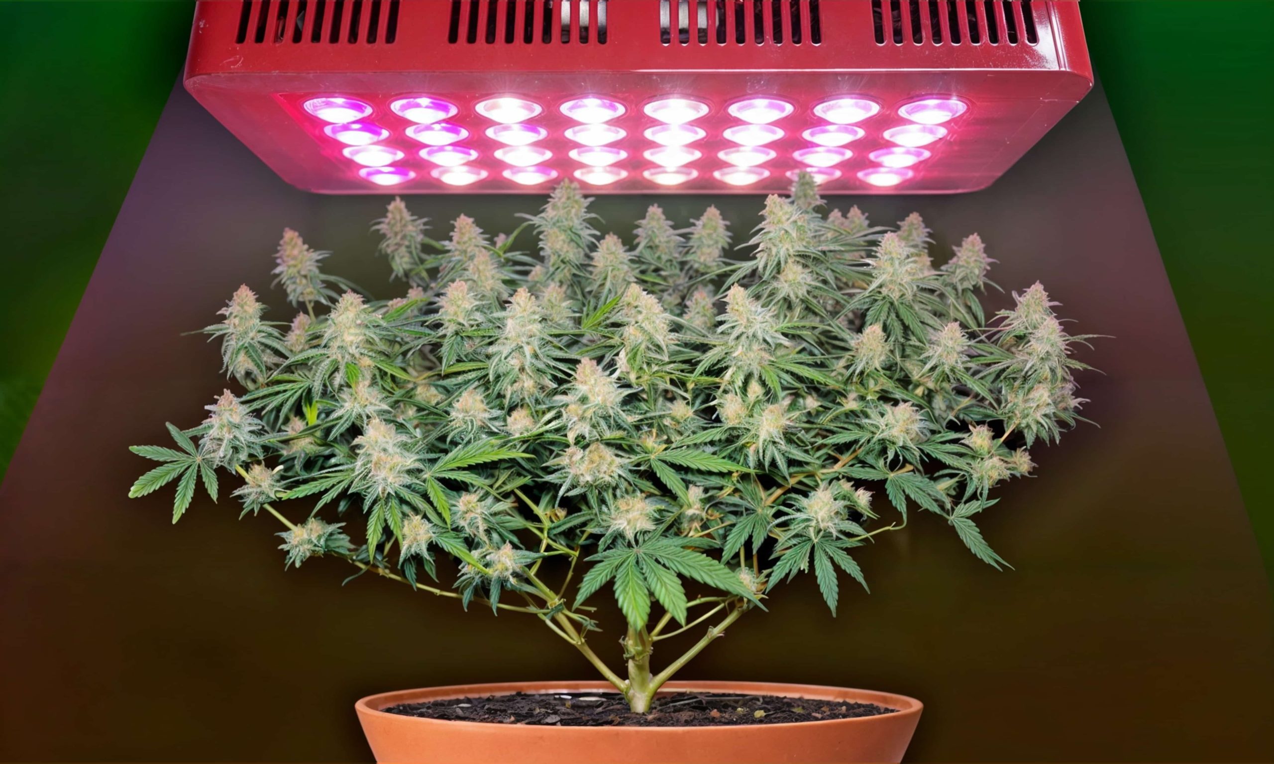 How Many Plants Can I Grow With a 300w Led Light