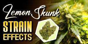 Lemon Skunk Strain Effects