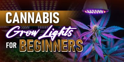 Cannabis Grow Lights for Beginners