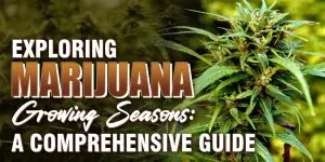 Exploring Marijuana Growing Seasons A Comprehensive Guide scaled