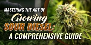 Mastering the Art of Growing Sour Diesel A Comprehensive Guide scaled