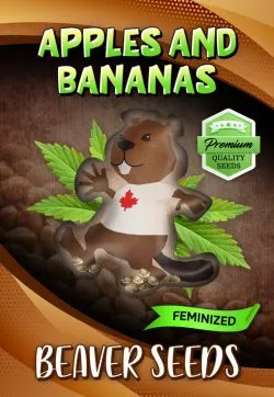 Apples and Bananas Strain Feminized Marijuana Seeds
