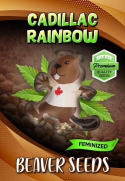 Cadillac Rainbow Strain Feminized Marijuana Seeds