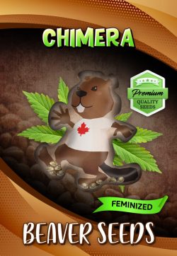 Chimera Strain Feminized Marijuana Seeds