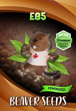 E85 Strain Feminized Marijuana Seeds