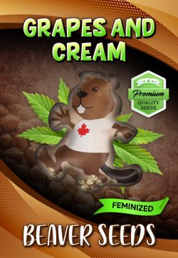 Grapes and Cream Strain Feminized Marijuana Seeds