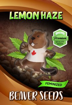 Lemon Haze Feminized Marijuana Seeds