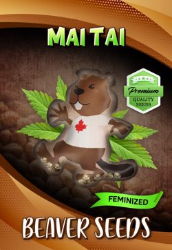 Mai Tai Strain Feminized Marijuana Seeds