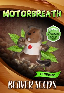 Motorbreath Strain Feminized Marijuana Seeds