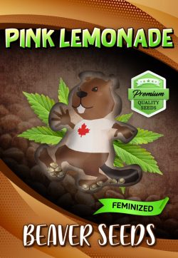 Pink Lemonade Strain Feminized Marijuana Seeds