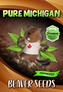 Pure Michigan Strain Feminized Marijuana Seeds