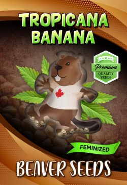 Tropicana Banana Strain Feminized Marijuana Seeds