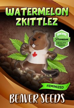 Watermelon Zkittlez Strain Feminized Marijuana Seeds